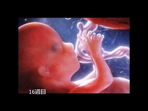 受精から誕生まで