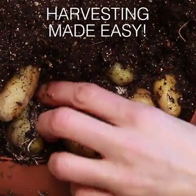 1.7M views · 13K shares | You gotta try this DIY potato planter for small-space gardening ! | Goodful | Facebook