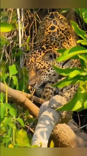 Jaguar vs Caiman — The Predator That Hunts in the Water #animal #nature #wildlife