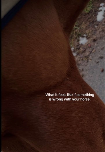 Understanding Your Horse's Well-Being: Signs to Know