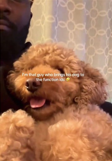 Couldn’t find a dogsitter 🤷🏿‍♂️ #fyp #dogsoftiktok #dogdad | dogs