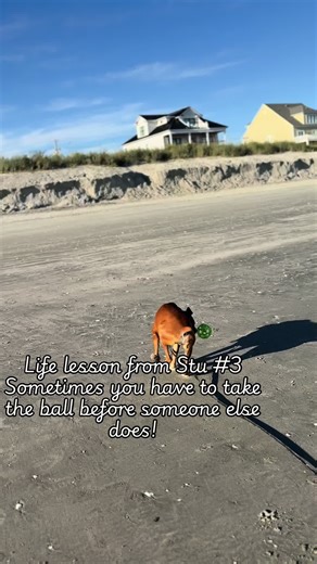 Seize Opportunities Like Stu the Boxer