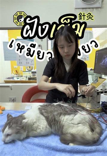 เคสนี้มีประวัติท้องผูกเรื้อรัง รักษาด้วยยามานานเป็นปี ได้ผลบ้างไม่ได้บ้าง แต่เมื่อช่วง10เดือนก่อน น้องเริ่มไม่ค่อยตอบสนองต่อยา ต้องล้วงก้นแทบทุกอาทิตย์ เจ้าของจึงตัดสินใจลองฝังเข็มควบคู่กับการรักษาแผนปัจจุบัน ปรากฏว่าน้องตอบสนองดี ความถี่ในการล้วงก้นลดลง จนตอนนี้น้องชีวิตดีสุดๆ ไม่ได้ล้วงก้นมาหลายเดือนแล้ว เจ้าของพอใจมากๆ หมอก็ดีใจเช่นกันค่ะ 🥳❤️ #สัตวแพทย์ #สายลับสัตว์เลี้ยง #ฝังเข็ม #ฝังเข็มสัตว์เลี้ยง #ทาสแมว #แมวท้องผูก #acupuncture #veterinarian #constipation