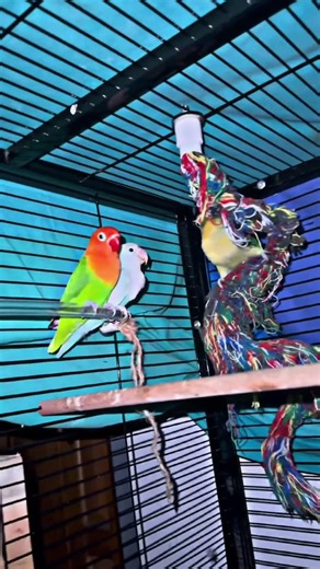 🦜 Offline African Love Birds | Male & Female Beauty | SkyWing Aviary #skywingaviary