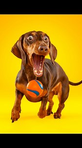 The worse they catch, the better 🤣 #fetch #ballgame #dogobsessed #dogsarebetter #doglovers #dogmomclub #dogsofinstagram #dogmum #dogphotoshoot #dogphotographyobsessed #doglife #hond #ball #chuckit | Motherpuppers Studio