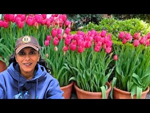 How To Overwinter Spring Bulbs In Pots | Preventing Rotting & Freezing Bulbs🌷🪻