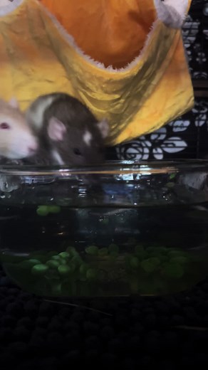 NOW THIS IS CONTENT #ilovemybf #viralvideo #cute #rat #smallpet #petsoftiktok #rodent #ratsoftiktok #rats #foryou #fy #fyp #cool #skibidi #rizz #ohio