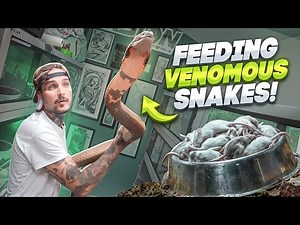 Cleaning & Feeding My DEADLIEST Snakes 🥵🔥