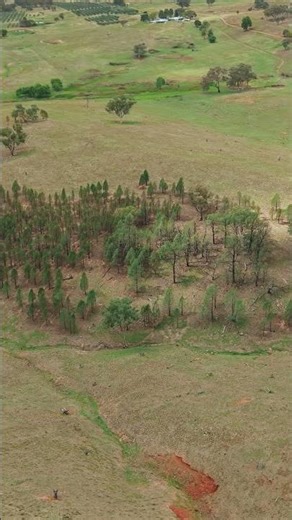 RUN STOCK OR RUN WILD