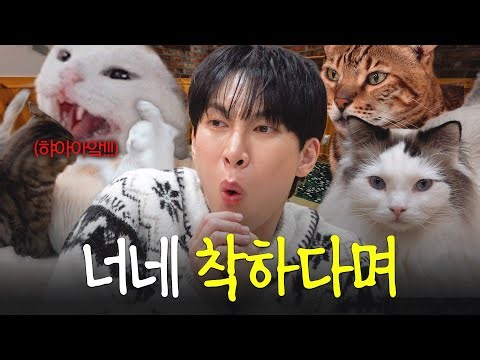A visit to the real cat headquarters of human cat Seo Eun-kwang