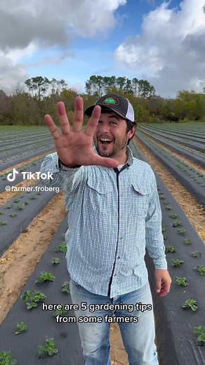 5 Gardening Tips for Strawberry Lovers