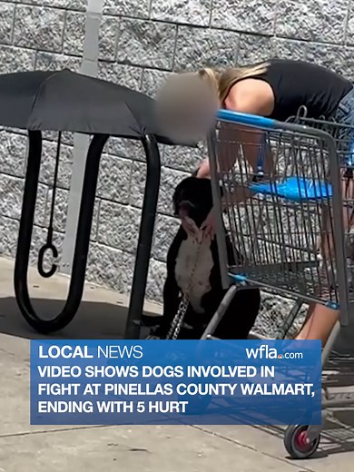 NEW VIEWER VIDEO: A video from a viewer shows the two dogs involved in a dog fight at a Pinellas County Walmart store. Five people suffered minor injuries while trying to break up the fight. Read more in the link attached to this video. #news #florida #pinellascounty #dogfight #walmart