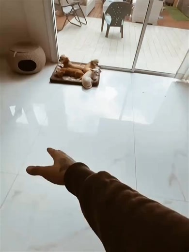 1.3K views · 33 reactions | A Cozy Pile of Tiny Pups ChihuahuaLove #TinyPaws #CuteDogs #SleepyPuppies #PuppyPile #AdorableAnimals #pet #DogLife #petsoftiktok #chihuahua #SmallDogBigHeart #ChihuahuaPuppy | Niki 9 | Facebook