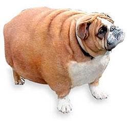 Obesity in Dogs is Robbing Them of Health and Years
