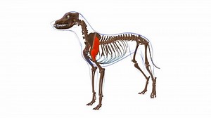 Deltoideus Muscle Dog Muscle Anatomy Medical Stock Footage Video (100% Royalty-free) 1089923317 | Shutterstock