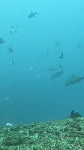 #follower #fypシ゚ #fypp #fyppppppppppppppppppppppp #fypage #fyp #ocean #spear #diving #viralvideo #underwater #viraltiktok #viral #follow #spearfish #spearfishing