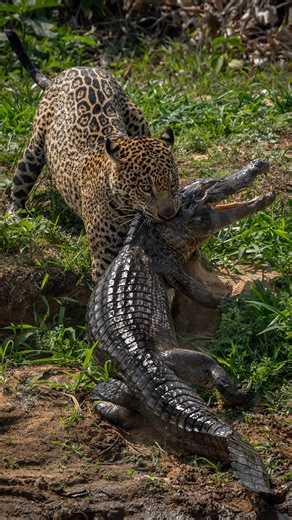 The wild side of our planet: Animals you need to know | Planeta Animal