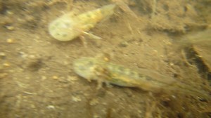 14K views · 245 reactions | Those aren't fish - they're tiger salamander larvae! These little guys will become land-based adults later this summer, about 7 to 8.5 inches long with a blue-black or brown-black body with small, yellow blotches and a olive-yellow belly with dark stripes. | Iowa Department of Natural Resources | Facebook