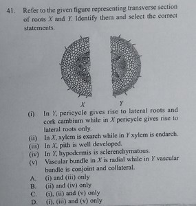 Refer to the given figure representing transverse section of ro... | Filo
