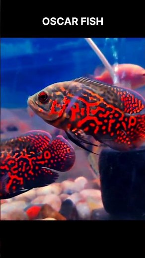 Colourful Oscar Fish Tank Setup #oscarfish #aquariumsetup #fishkeepinghobby