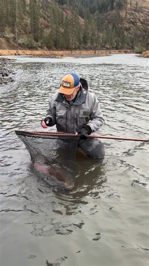 36” wild steelhead on the fly! . #gotfishing #adamsbuiltfishing #wildsteelhead #bigfish #fishinglife | Got Fishing