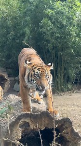 89K views · 1.7K reactions | Tak witaliśmy w ZOO Wrocław Pierwszy...