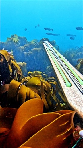 Spearfishing Bass | Picking the Biggest One