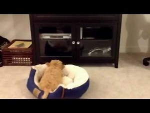Henry the cavapoo puppy barking at his reflection