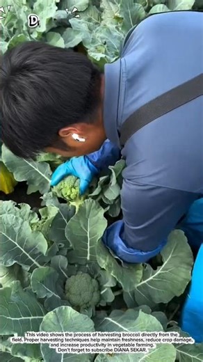 Broccoli Harvesting Process | Efficient Vegetable Farming