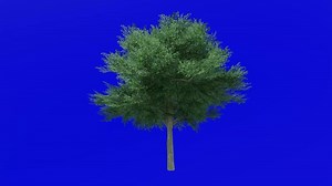 Download Tree animation loop - possuhaw tree, meadow holly, possumhaw, deciduous holly, swamp holly - ilex decidua - green screen chroma key - green - 2a for free