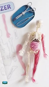 28K views · 242 reactions | One of our newest and hottest products is SQUISHY!! Have you ever seen the Squishy Human Body? PaperPie is now your go-to place for SmartLab Toys, here to bring you STEM activities that will blow your mind. Take apart the human body, ORGANize the pieces, and build it back. We believe learning is meant to be hands-on and fun. Wouldn't you agree?! | PaperPie | Facebook