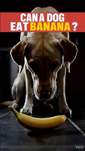 Can Dogs Eat Bananas ? 🍌🐶#DogNutrition #DogHealth #CanDogsEatBananas