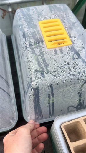 Dealing with Garden Pests: A Snail Encounter