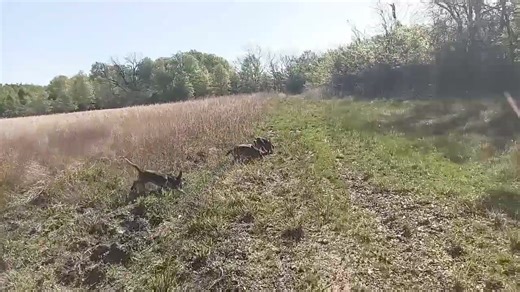 4/13/24. #2 Hanna, Casino and River | Circle P Beagles