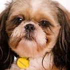 How to Search for a Dog's Owner by Tag Number