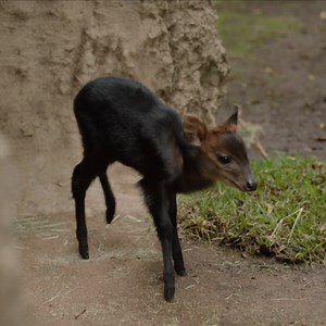 5K views · 3.5K reactions | So baby  | San Diego Zoo | Facebook