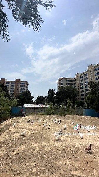 Edalet Eliyev on TikTok