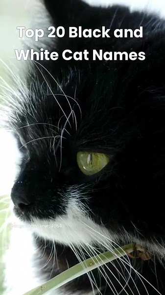 cat.and.dog.names on TikTok