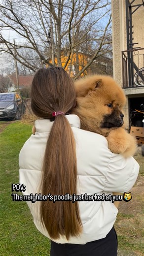 Chow Chow puppies on Instagram: "Rude poodle 😼"