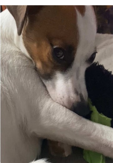 Adorables Jack Russell Terrier en TikTok