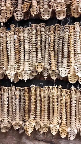 Step into the extraordinary—rare medical specimens, a phantom skull, craniotomy skulls, leprosy, 300 clavicles, and more from The Bone Museum’s collection. Plus, a sneak peek at some incredible geckos at the gecko gallery opening this April next door!