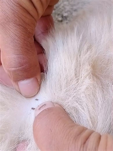 How to Find and Catch Fleas on Dogs