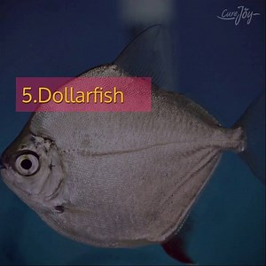 576K views · 3.5K reactions | There's Something Fishy With These Fish | Ayurveda by Curejoy | Facebook