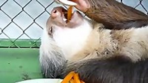 Sloth enjoys eating his carrots