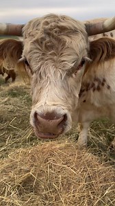 1.1K views | The best view ❤️ #scottishhighland #minihighland #farmlife #miniaturehighland #minimoo #virginiafarm #cowsofinstagram #minicattle #petcow #cyrusridgefarm | Miniatures Highlander Cattle | Facebook