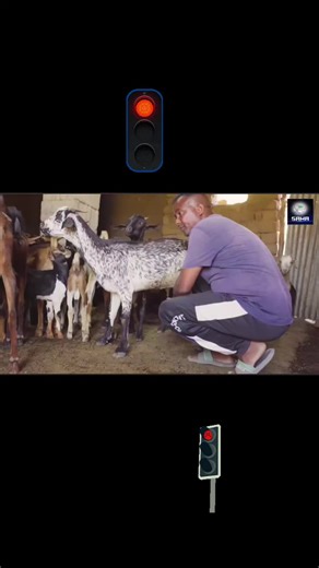 Exploring Eritrean Comedy and Drama Films