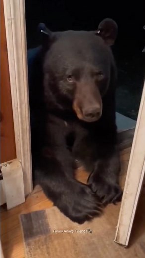 Friendly Bear Encounters🐻 Unexpected Bear Moments | Bears Being Awesome #bear #funnybear #funny