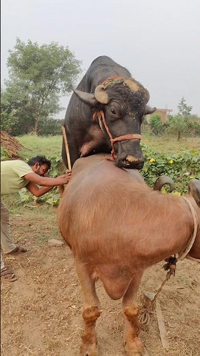 Buffalo Breeding Process | Animal Reproduction Education | Farm Life