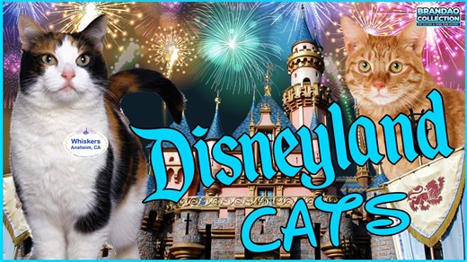 The Feral Cats of Disneyland Who Officially Keep the 'Happiest Place on Earth' Free of Unwanted Pests