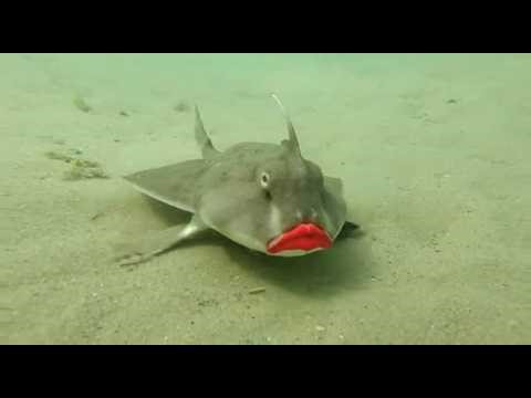 You Found the Most Dramatic Fish in the Ocean | Part 3 🙄🔦